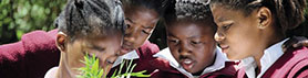 Learners discover plants at Rocklands Primary